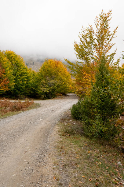 アルバニアの秋。カラフルな秋の森の風景 - 写真・画像