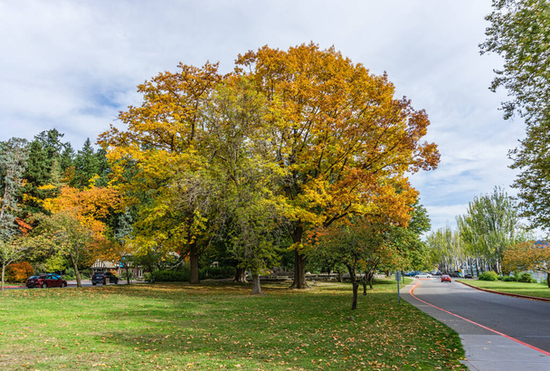 Осенние цвета в Сьюард-парке в Сиэтле, штат Вашингтон. - Фото, изображение