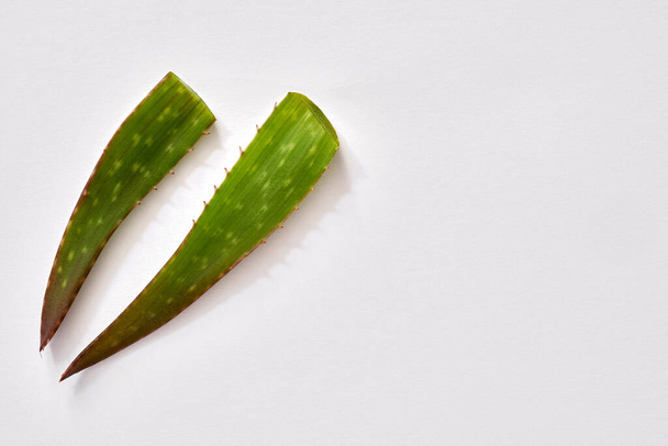 Fresh green aloe vera leaves on white background with copy space, top view - Foto, imagen