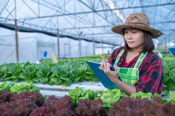 Asian farmer woman working at the salad farm, Planting Organic hydroponic vegetable for small business - Foto, Imagen