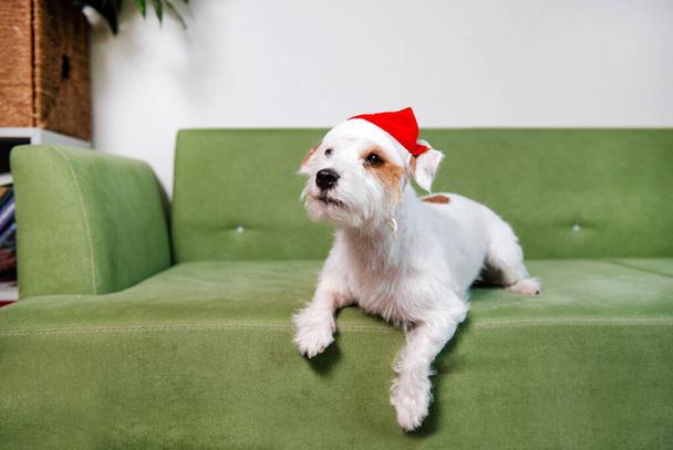Jack Russell Terrier télapó kalap zöld kanapén karácsony fehér fal háttér minimalista ünnepek - Fotó, kép