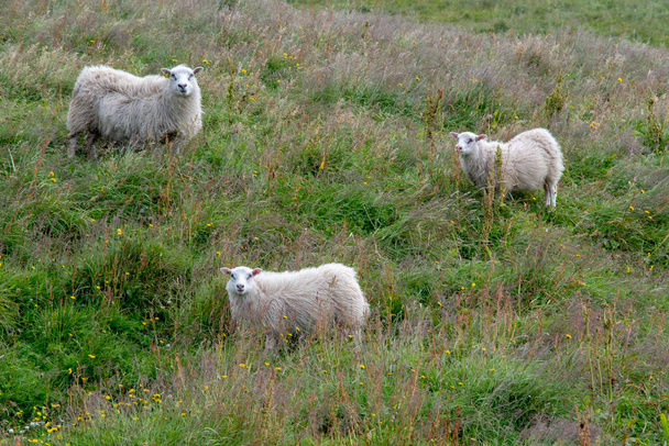 Ruohomaista maisemaa islantilainen lammas laiduntaminen lähellä Black Sand Beach Vik - Valokuva, kuva