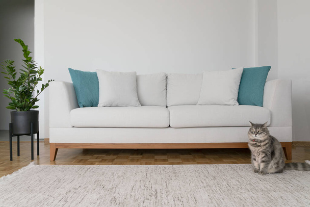 ένα tabby γάτα στέκεται δίπλα στον καναπέ σε ένα σαλόνι διακοσμημένο μινιμαλιστικό στυλ - Φωτογραφία, εικόνα