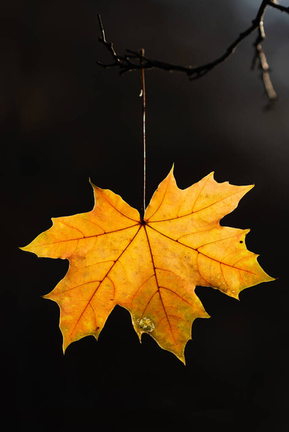 Last fallen yellow maple leaves in branches - 写真・画像