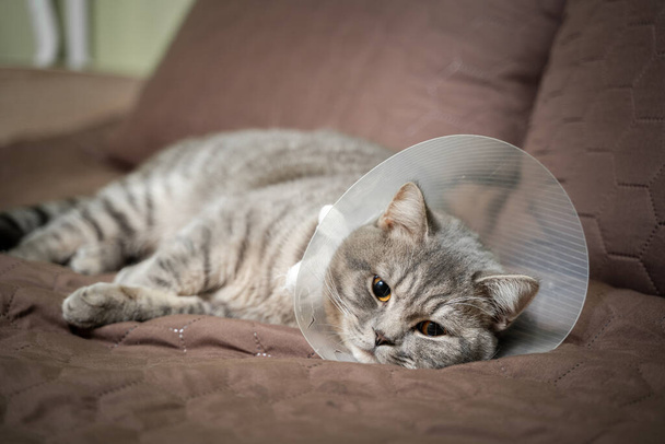 Opération chat fatigué après Convalescence après