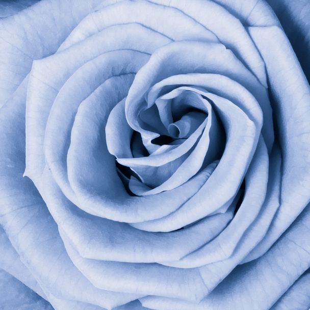 Kék Rózsa - Fotó, kép