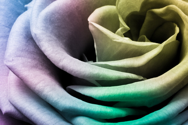 többszínű rose - Fotó, kép