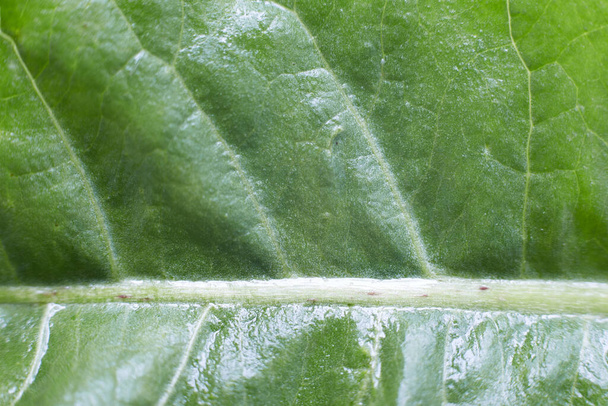 Zielony liść mniszka lekarskiego zrobione z bliska tekstury liścia jest widoczny. - Zdjęcie, obraz