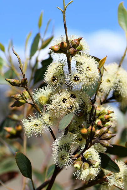 Romige gele bloesems van de Australische inheemse Ridge Fruited Mallee, Eucalyptus angulosa, familie Myrtaceae. Kustdistributie van Kangaroo Island naar Albany, WA. De inheemse naam is Kwaral. Lente en zomer bloei - Foto, afbeelding
