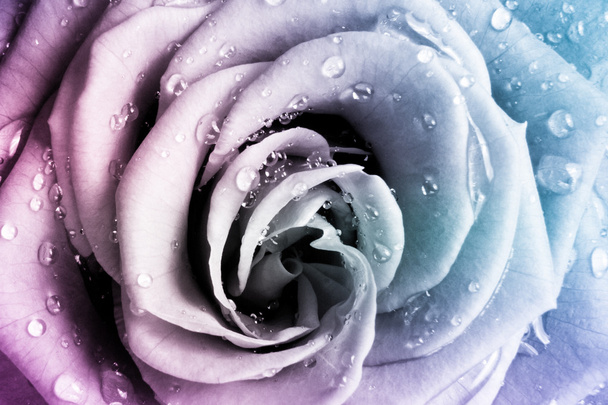 Багатобарвної Роуз
 - Фото, зображення