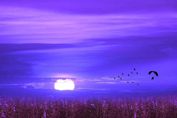 paramotor over lavender flowers field follow flying birds on the twilight sky - Photo, Image