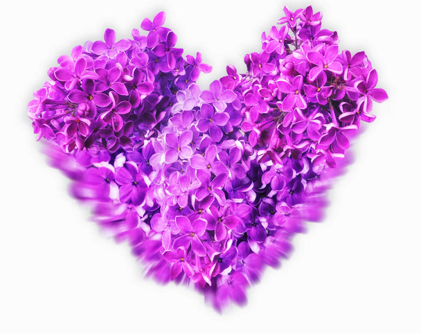 Heart - shaped vibrant pink lilac flowers  on white background - 写真・画像