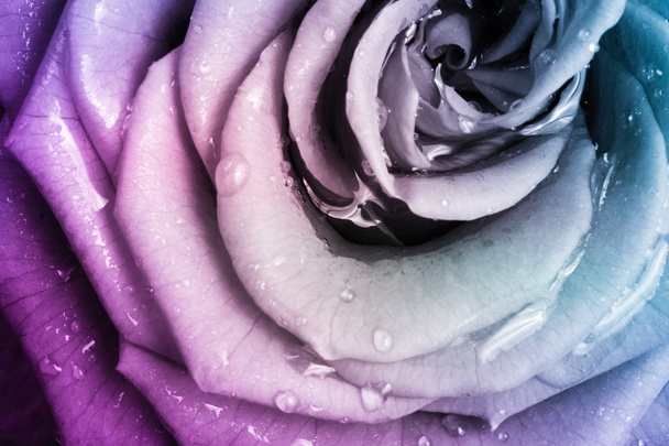 Multicolor rose - Foto, afbeelding