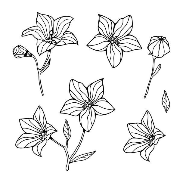 Floral hand drawing. black line art. vector illustration - Vector, Image