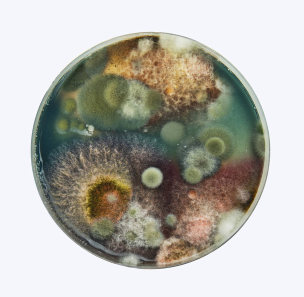 Διάφοροι τύποι πολύχρωμου καλουπιού σε ένα τρυβλίο petri από πάνω, ισόπεδοι σε λευκό. - Φωτογραφία, εικόνα