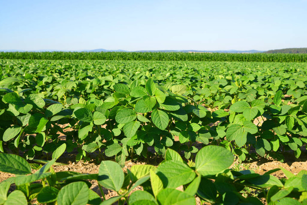 Cultiver du soja vert sur le terrain. Soja plantation. - Photo, image