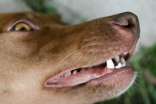 Das Maul eines Hundes mit scharfen weißen Zähnen. Hund mit offenem Mund aus nächster Nähe. Hundemund Seitenansicht. - Foto, Bild