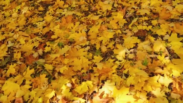 Κίτρινα φύλλα στο έδαφος στο Φθινοπωρινό Πάρκο. - Πλάνα, βίντεο