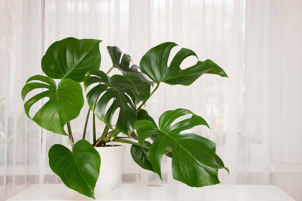 MonsMonstera Deliciosa plant in a white pot indoors. Leaves close up. - 写真・画像