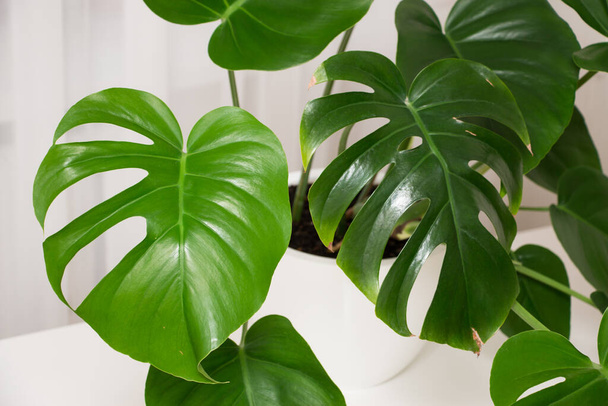 MonsMonstera Deliciosa plant in a white pot indoors. Leaves close up. - Photo, image