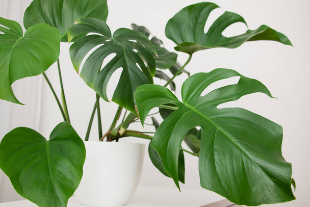 MonsMonstera Deliciosa plant in a white pot indoors. Leaves close up. - Foto, afbeelding