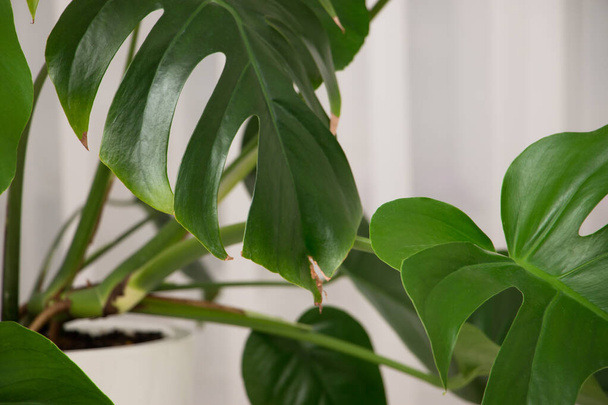 MonsMonstera Deliciosa plant in a white pot indoors. Leaves close up. - 写真・画像