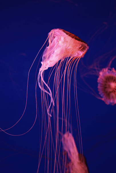 Élénk rózsaszín medúza sötét kék háttér. - Fotó, kép