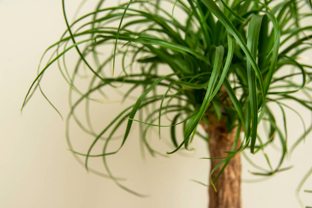 Die Beaucarnea Recurvata, auch Pferdeschwanzpalme oder Nolina genannt, ist eine Zimmerpflanze mit einem geschwollenen dicken braunen Stamm und den langen schmalen lockigen, grünen Blättern, die aus dieser Basis emporragen.. - Foto, Bild