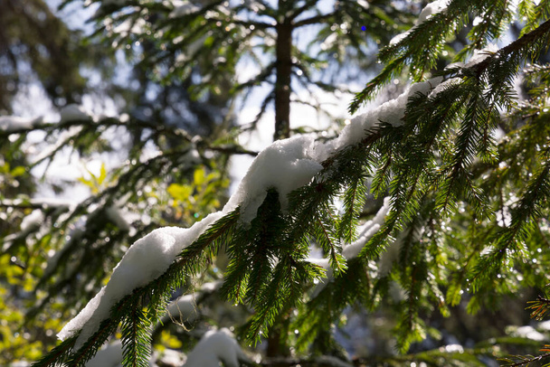 drzewa, górskie ścieżki pod pierwszym śniegiem nad jeziorem carezza w Trentino alto adige we Włoszech - Zdjęcie, obraz