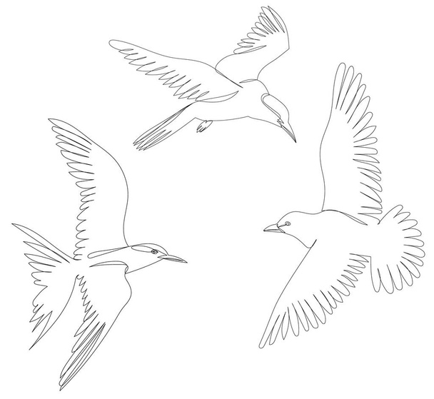 uccelli che volano, linea continua disegnata isolata, vettore - Vettoriali, immagini