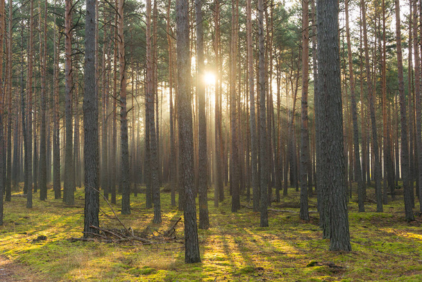 It's autumn. Tall pine forest. Foggy sunny morning. The sunlight illuminates the fog and creates picturesque streaks. - Φωτογραφία, εικόνα