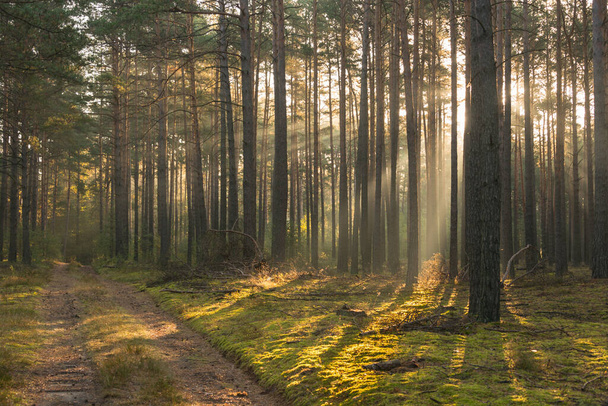 Сейчас осень. Высокий сосновый лес. Туманное солнечное утро. Солнечный свет освещает туман и создает живописные полосы. - Фото, изображение