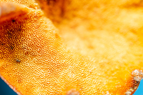 A beautiful texture pattern background which is orange in colour with some parts in focus. - Photo, Image