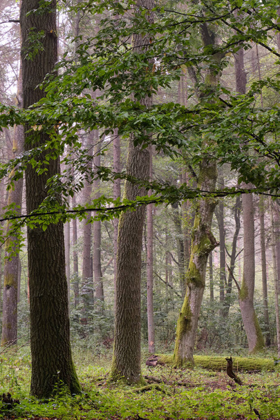 Peuplement de feuillus avec poutres cornues et chêne en été, Forêt de Bialowieza, Pologne, Europe - Photo, image