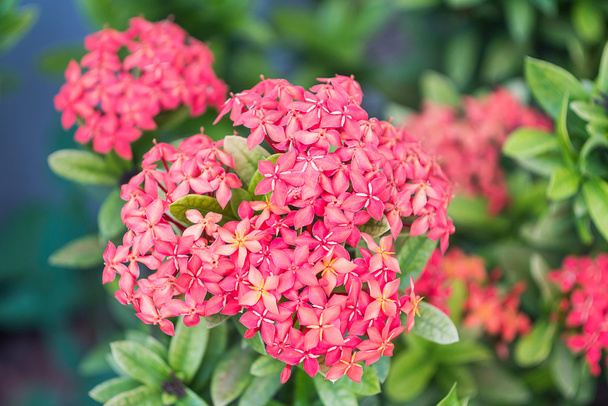 Ixora Free Stock Photos, Images, and Pictures of Ixora