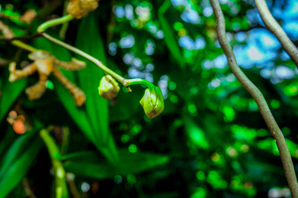 orchidées des jungles de Papouasie, Indonésie - Photo, image