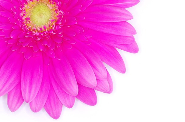 Pink gerbera flower - 写真・画像
