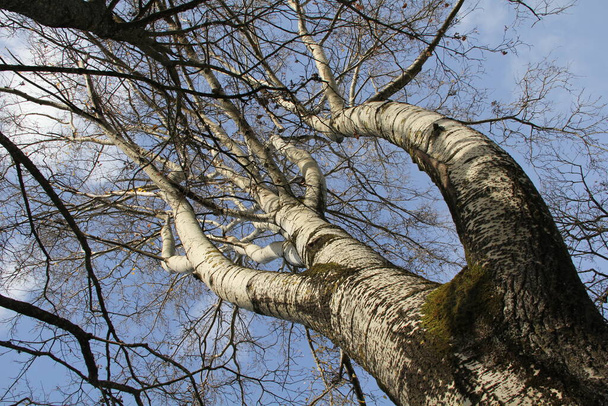 White trunk and branches of a ramificated birch tree in the background of clear blue sky in the autumn in Raudondvaris, Lithuania - Fotó, kép