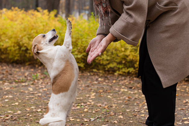 Jack Russell Terrier, ein Vollbluthund in einem Naturpark. - Foto, Bild