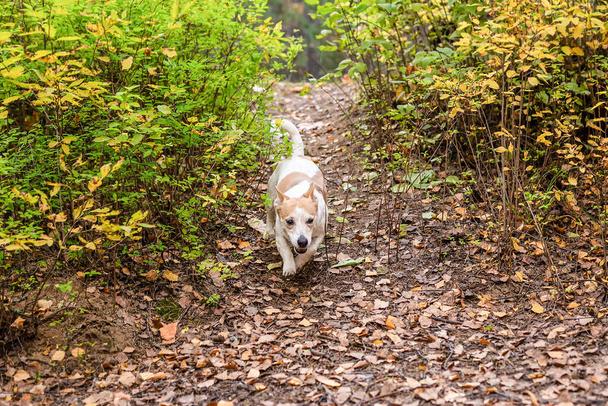 Jack Russell Terrier, ένα καθαρόαιμο σκυλί σε ένα φυσικό πάρκο. - Φωτογραφία, εικόνα