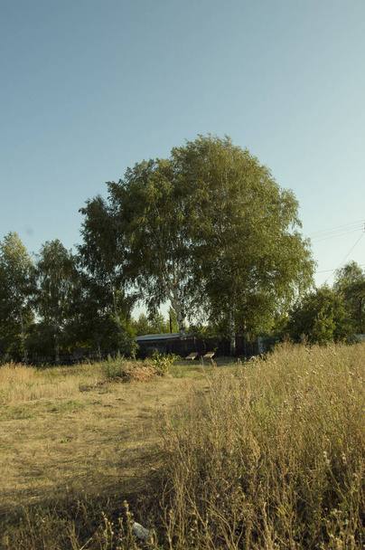 Rustikale Sommerlandschaft mit einer großen Birke und einem Haus mit Bänken in der Ferne - Foto, Bild