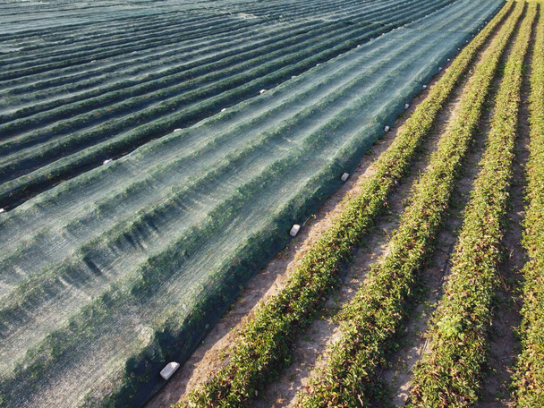Strawberry plantation with tunnel method of plants placement. Some rows are covered with fiber grid - Photo, Image