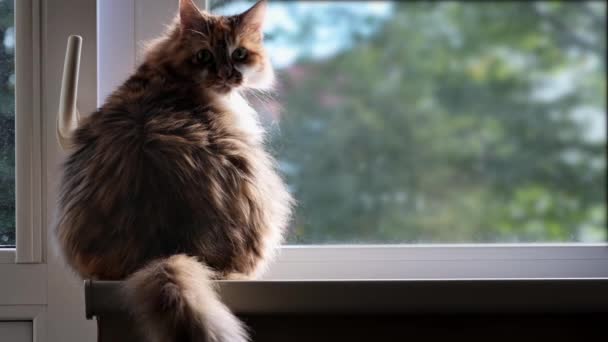 Fluffy, tricolor gato se sienta y mira por la ventana. Triste mascota está esperando al propietario - Metraje, vídeo