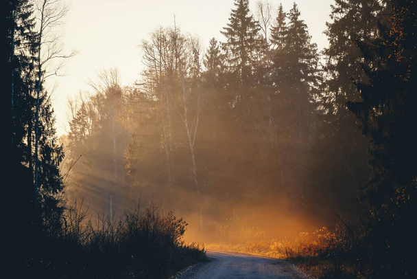 Splendidi raggi di luce dal sole nascente attraverso alberi di foresta nebbiosa in una mattina d'autunno. - Foto, immagini