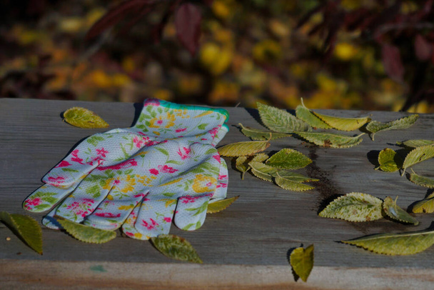 Rękawiczki do ogrodu i ogrodu warzywnego znajdują się na drewnianym stole. Liście wiązu drobnolistnego. - Zdjęcie, obraz