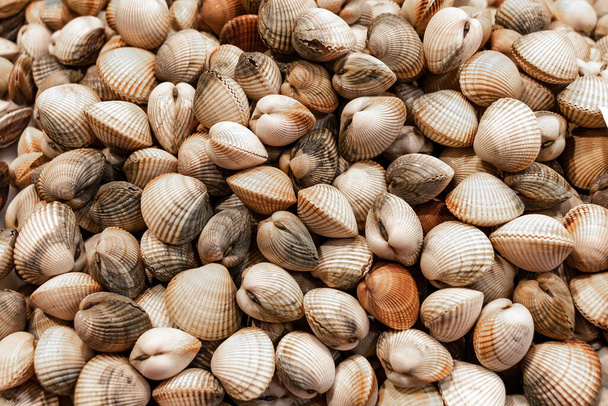 Raw clams named berdigones in a market - Foto, immagini