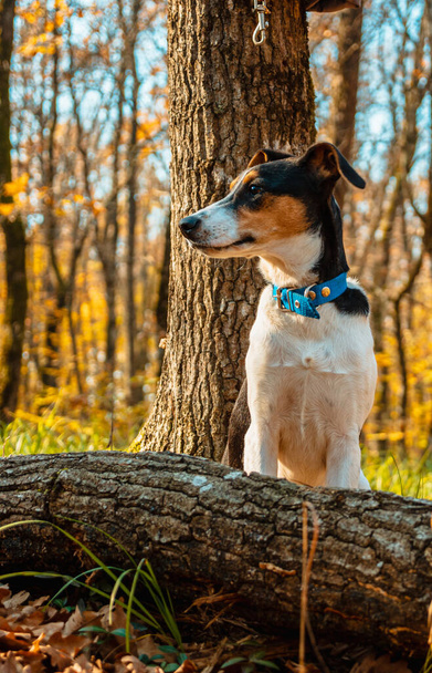 Portrait of a dog in an autumn forest. Animal's head turned to the side. Middle plan - Fotografie, Obrázek