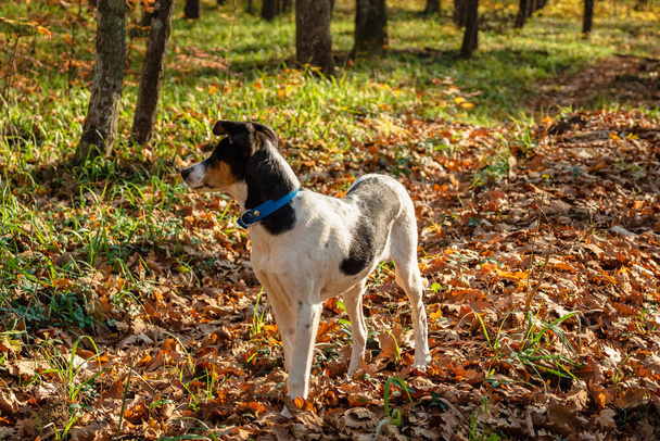 A young white and black dog with a blue collar in the autumn woods. The dog is standing on fallen leaves. In the background is green grass and trees - Fotó, kép