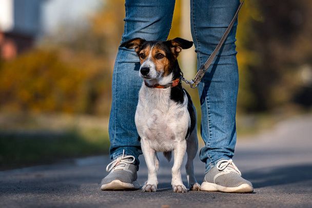 mongrel shelter dog stands between the legs of a man in jeans - Fotó, kép