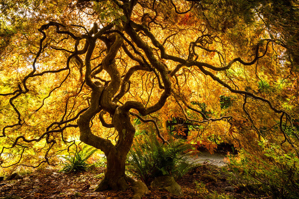 A beautiful Japanese Maple tree with yellow leaves on the branches near the Royal Roads University - 写真・画像